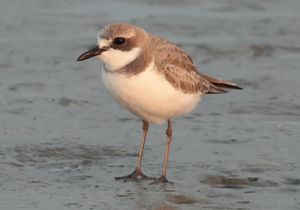 Greater Sand Plover