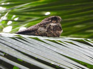 Grey Nightjar