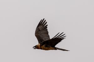 Bearded Vulture