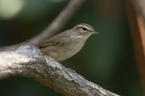 Dusky Warbler