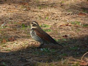Dusky Thrush