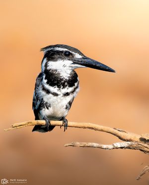 Pied Kingfisher