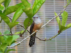Plaintive Cuckoo