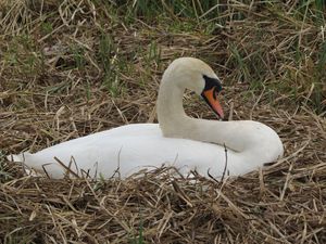 Mute Swan