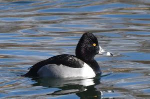 Ring-necked Duck
