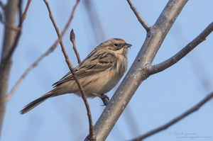 Pallas's Reed Bunting