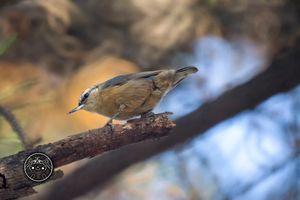 Chinese Nuthatch