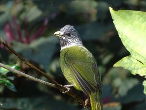 Collared Finchbill