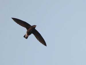 Silver-backed Needletail