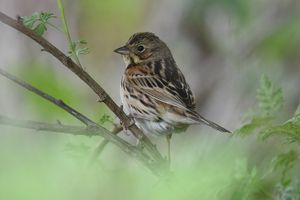 Chestnut-eared Bunting