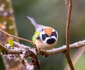 Black-throated Bushtit