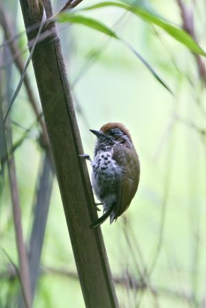 Speckled Piculet