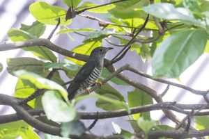 Indian Cuckoo
