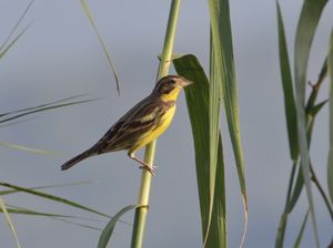 Yellow-breasted Bunting