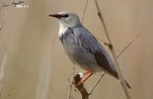 Red-billed Starling