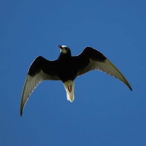 White-winged Tern