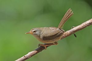 Aberrant Bush Warbler