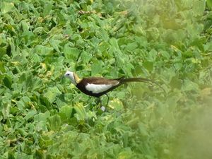 Pheasant-tailed Jacana
