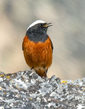 Güldenstädt's Redstart