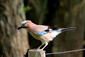 Eurasian Jay