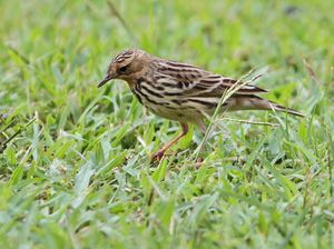 Red-throated Pipit