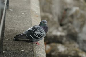 Rock Dove
