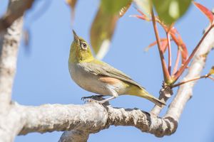 Chestnut-flanked White-eye