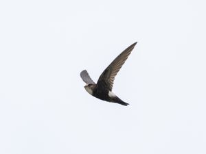 House Swift