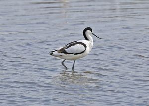 Pied Avocet
