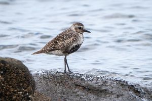 Grey Plover