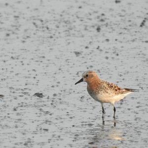 Red-necked Stint