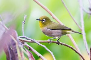 Warbling White-eye