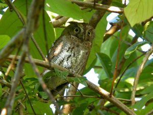 Oriental Scops Owl