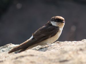 Asian House Martin