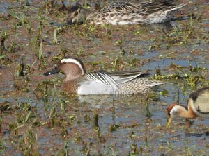 Garganey