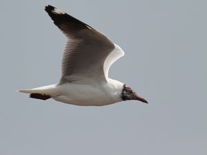 Brown-headed Gull