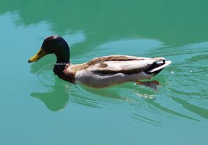 Mallard