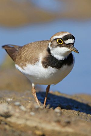 Little Ringed Plover