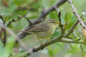 Tickell's Leaf Warbler