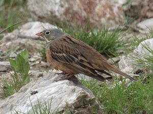 Ortolan Bunting
