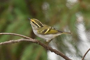 Pallas's Leaf Warbler