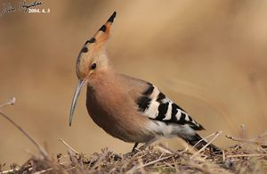Common Hoopoe