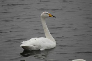 Whooper Swan