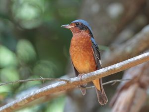 White-throated Rock Thrush