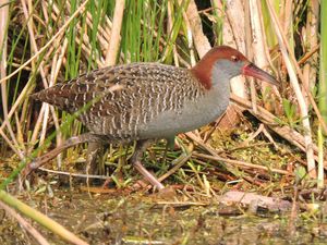 Slaty-breasted Rail