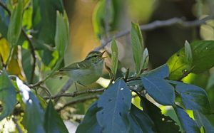 Kloss's Leaf Warbler