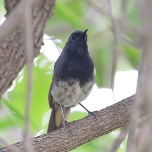 Blackthroat
