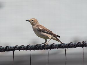 Chestnut-cheeked Starling