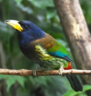 Great Barbet