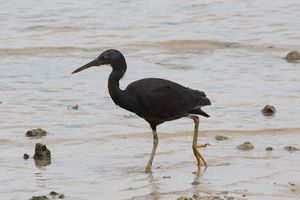 Pacific Reef Heron
